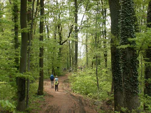 Maiwanderung 2006 - Kaiserstuhl